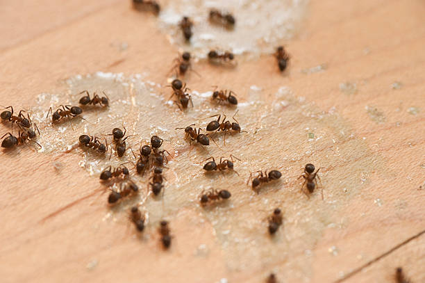 Best Affordable Pest Control Services  in Cuthbert, GA